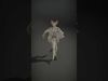 Mythical Entities 3D Model Collection _5