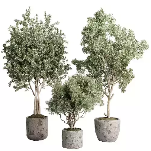 Tree bush plant in a soil pot - Indoor Plant 661