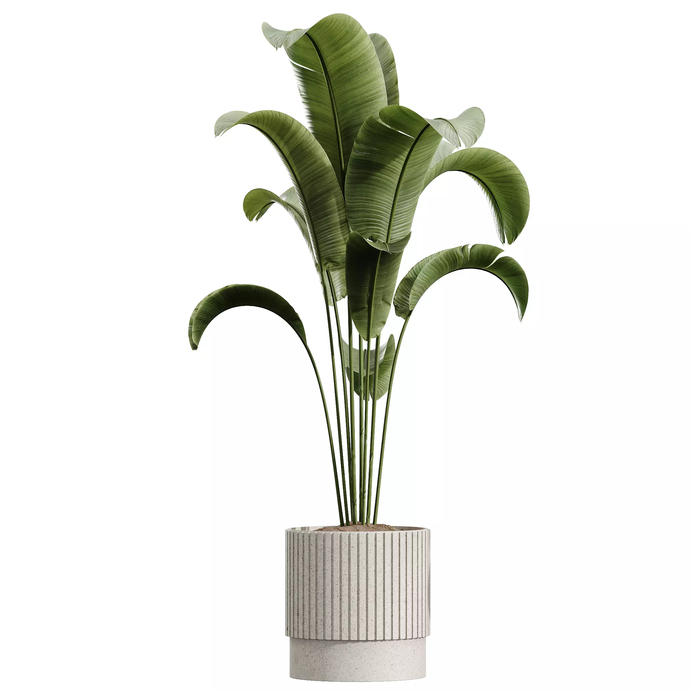 AV Indoor Plants Set 291Ficus Banana Yucca Palm 3D model_6