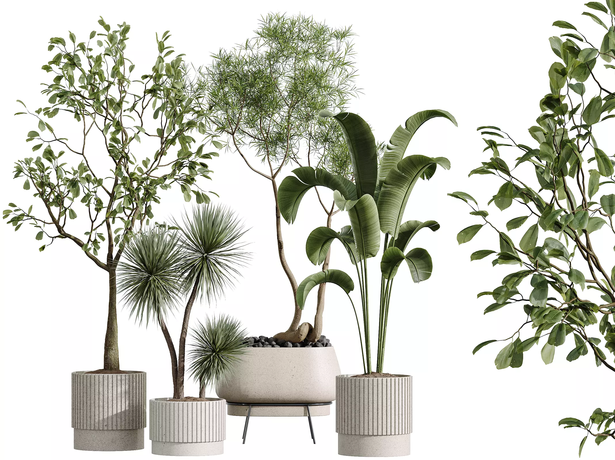 AV Indoor Plants Set 291Ficus Banana Yucca Palm 3D model_0