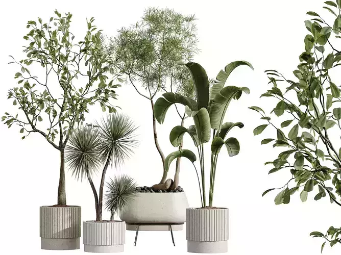 AV Indoor Plants Set 291Ficus Banana Yucca Palm