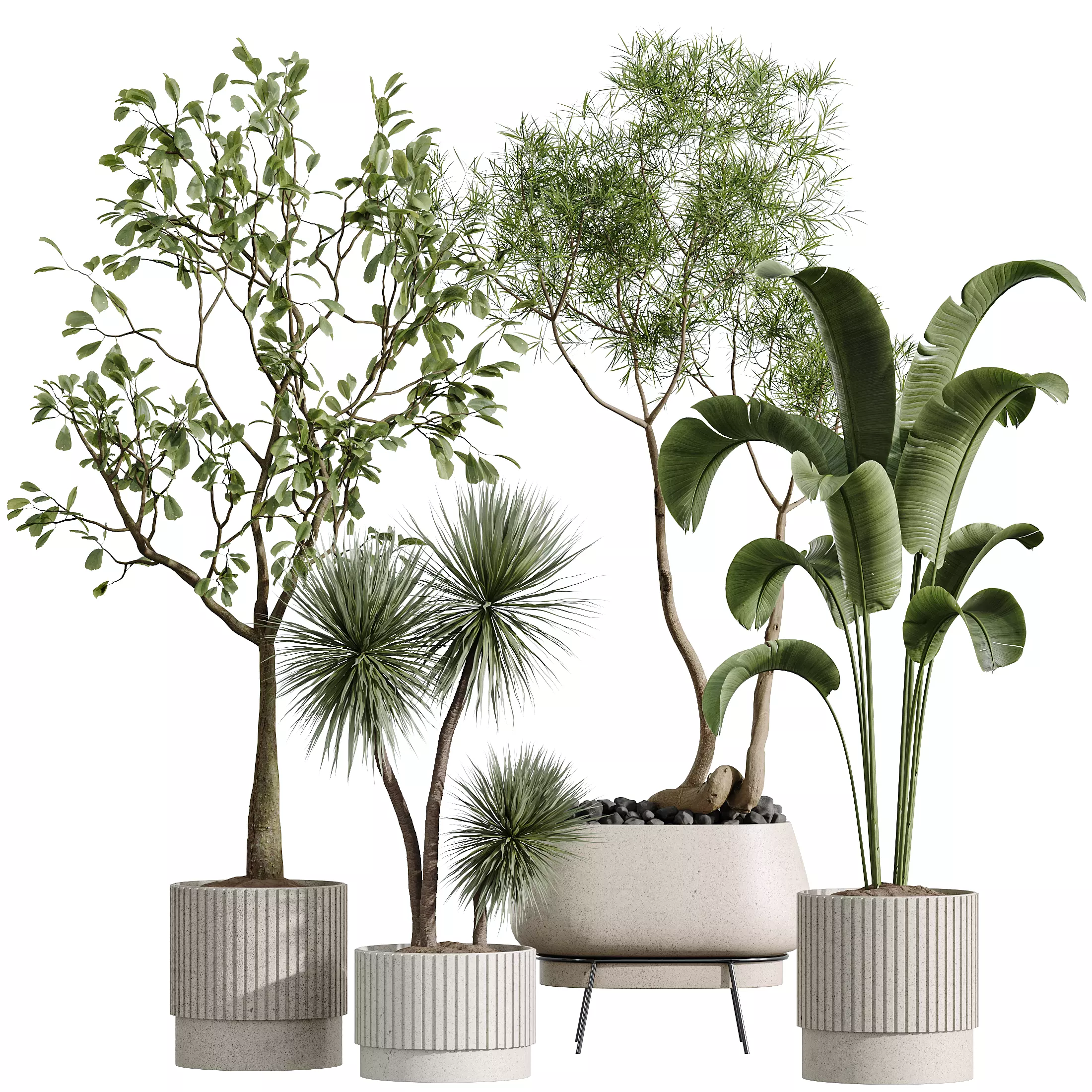 AV Indoor Plants Set 291Ficus Banana Yucca Palm 3D model_7
