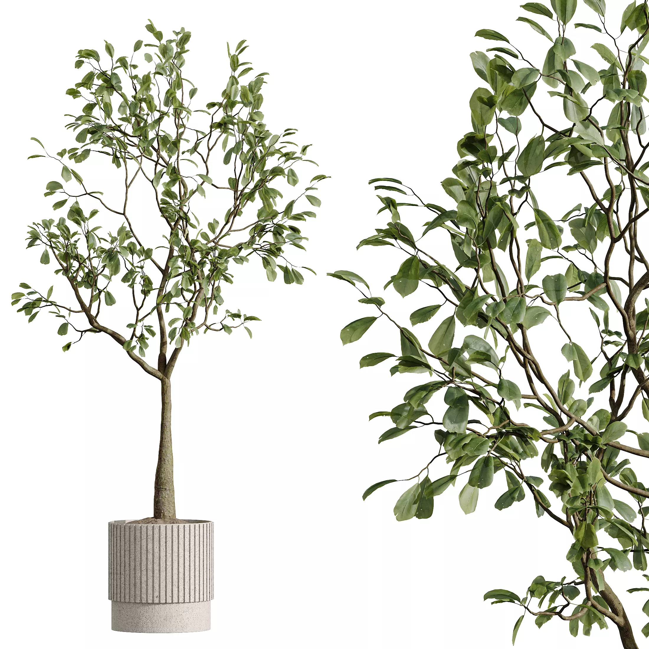 AV Indoor Plants Set 291Ficus Banana Yucca Palm 3D model_4