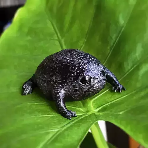 Cute Black Rain Frog