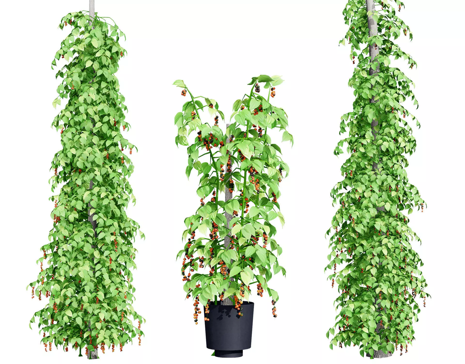 South African Black Pepper Vine 3D Model Low-poly 3D model