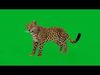 Amur Leopard Male Low-poly 3D model_1