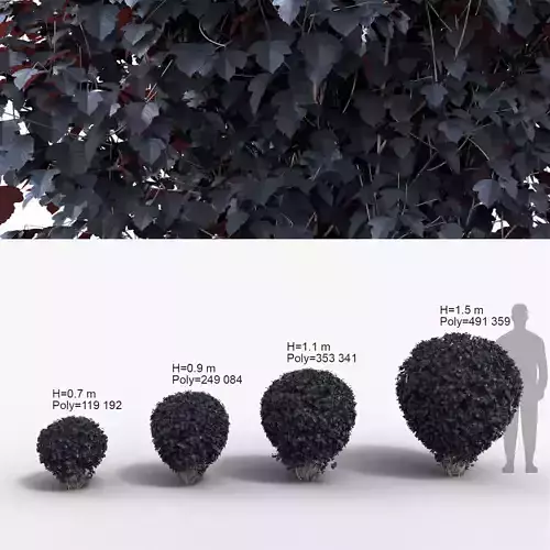 Physocarpus opulifolius 4 round bushes 