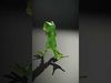 Charming Green Gecko Character Rigged and Animated with Bow Tie Low-poly 3D model_2