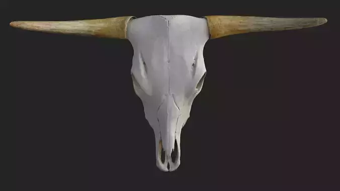 Realistic Scanned Bull Skull