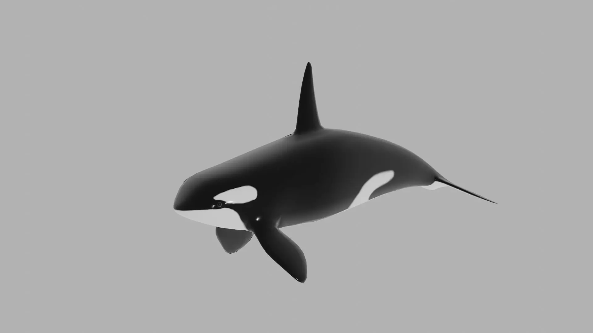 Orca - Killer Whale Free 3D model
