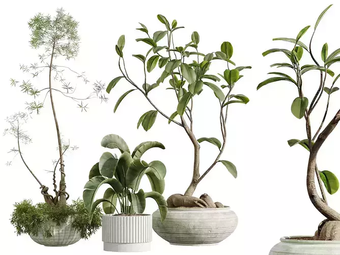 AV Indoor Plants Set 292 Banana Bird Of Paradise Ficus