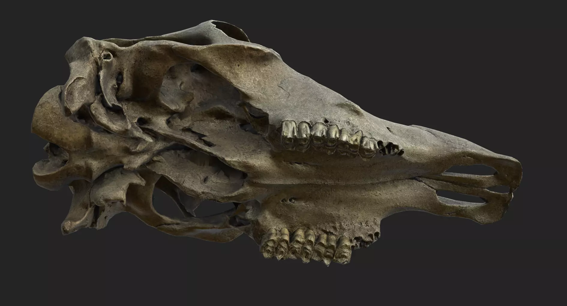 Realistic Scanned Cow Skull Low-poly 3D model_2