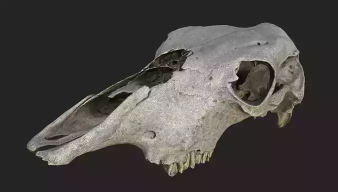 Realistic Scanned Cow Skull Low-poly 3D model
