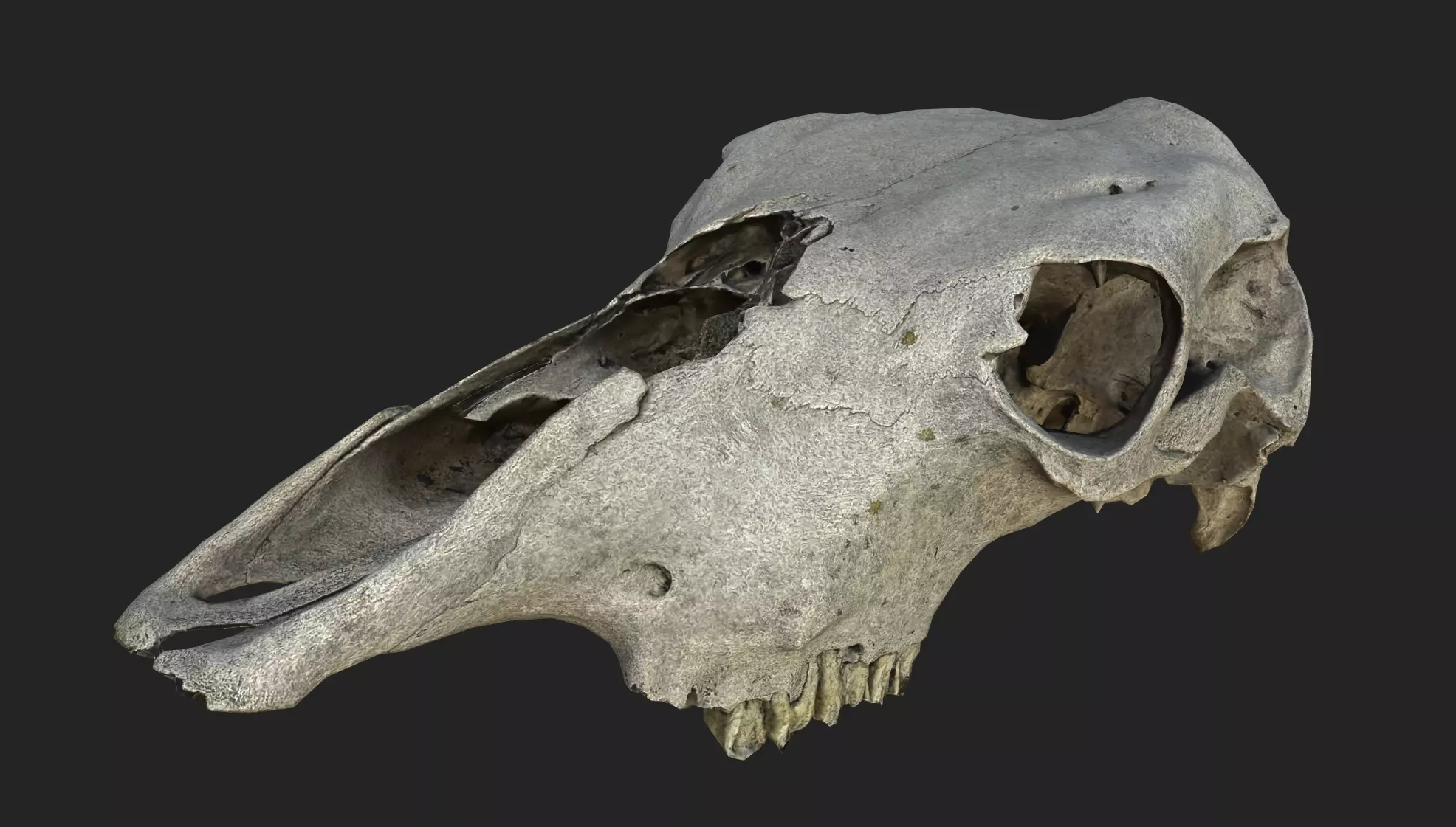 Realistic Scanned Cow Skull Low-poly 3D model_0