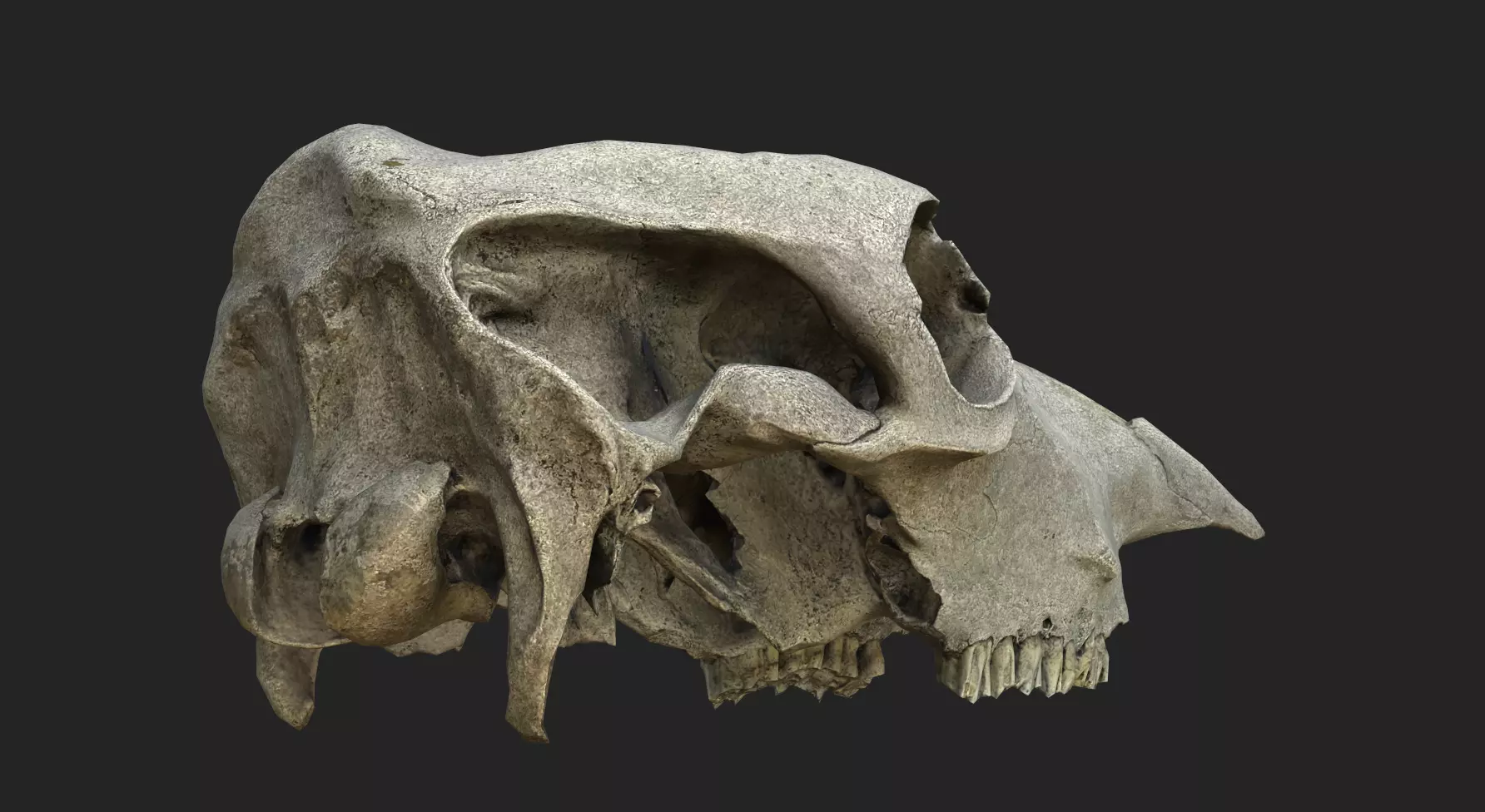 Realistic Scanned Cow Skull Low-poly 3D model_1