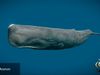 Sperm Whale Animated Low-poly 3D model_1