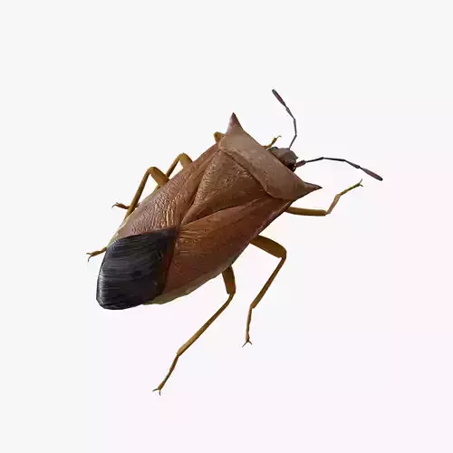 Stink Bug Coreus Marginatus  Low-poly 3D model