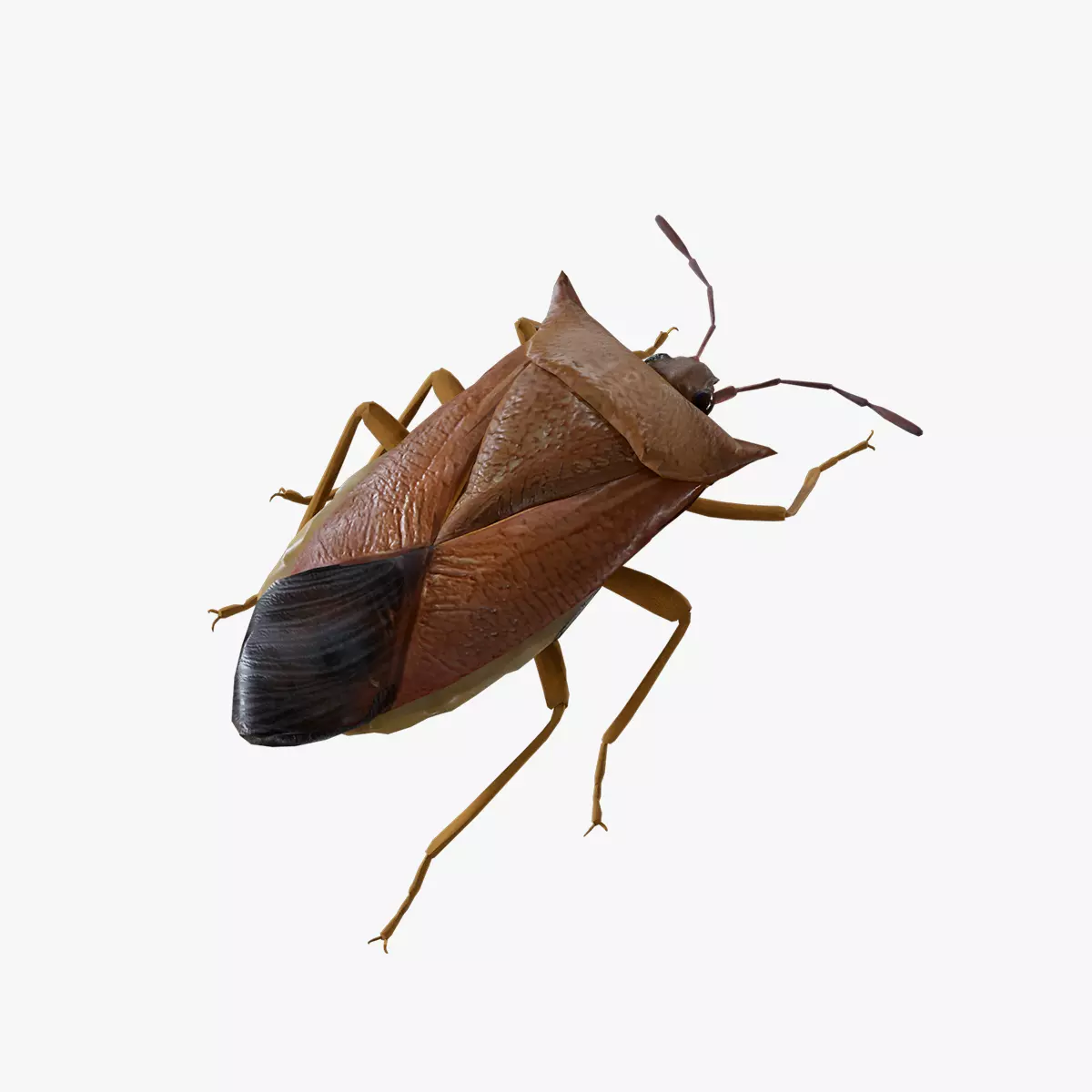 Stink Bug Coreus Marginatus Low-poly 3D model