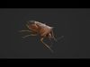 Stink Bug Coreus Marginatus  Low-poly 3D model_2