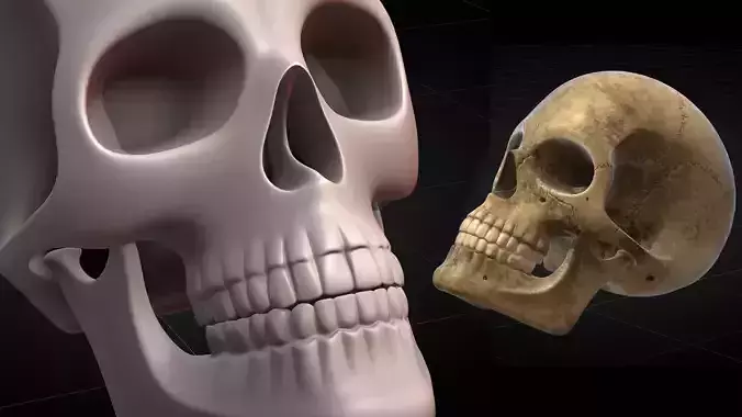 Human Skull 2025