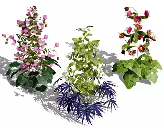 British Hellebores 3D Plant Collection Low-poly 3D model