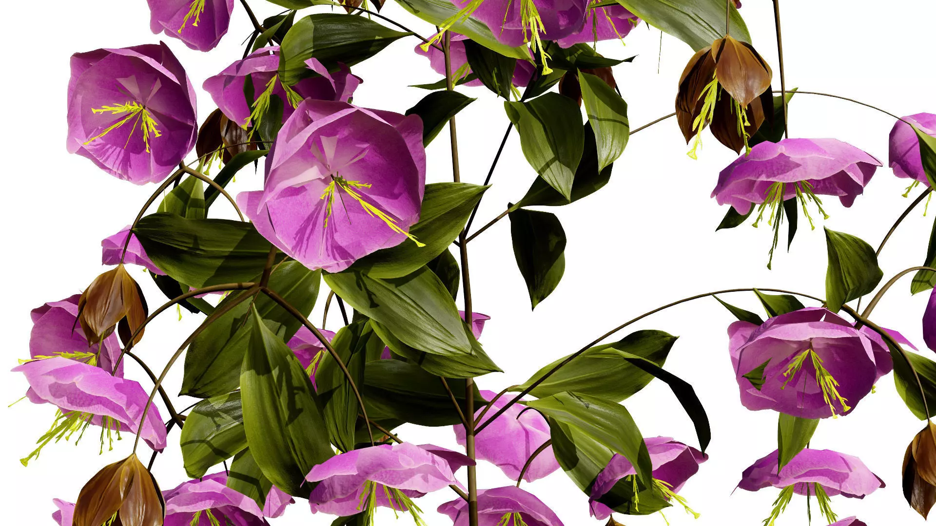 British Hellebores 3D Plant Collection Low-poly 3D model_10