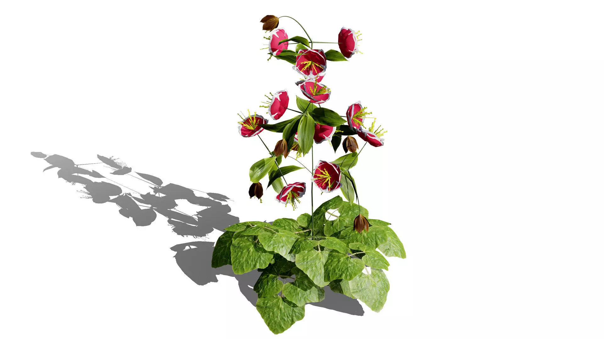 British Hellebores 3D Plant Collection Low-poly 3D model_6
