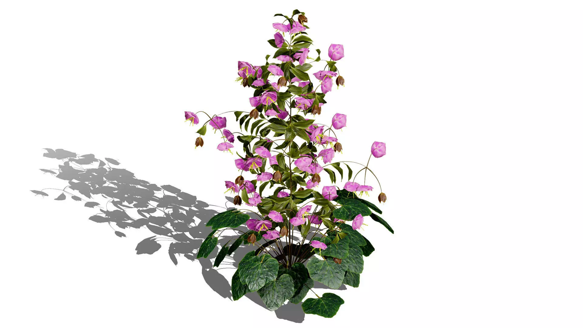 British Hellebores 3D Plant Collection Low-poly 3D model_2