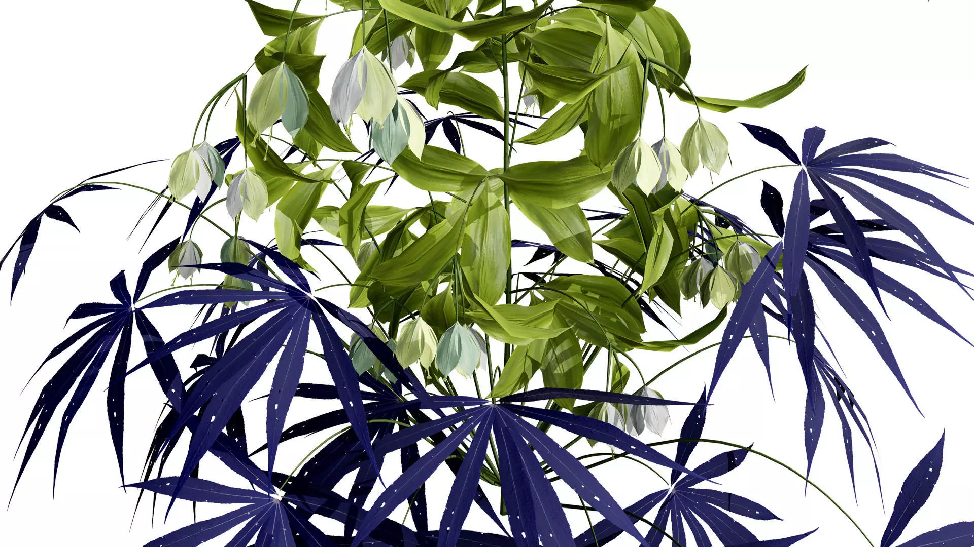 British Hellebores 3D Plant Collection Low-poly 3D model_9