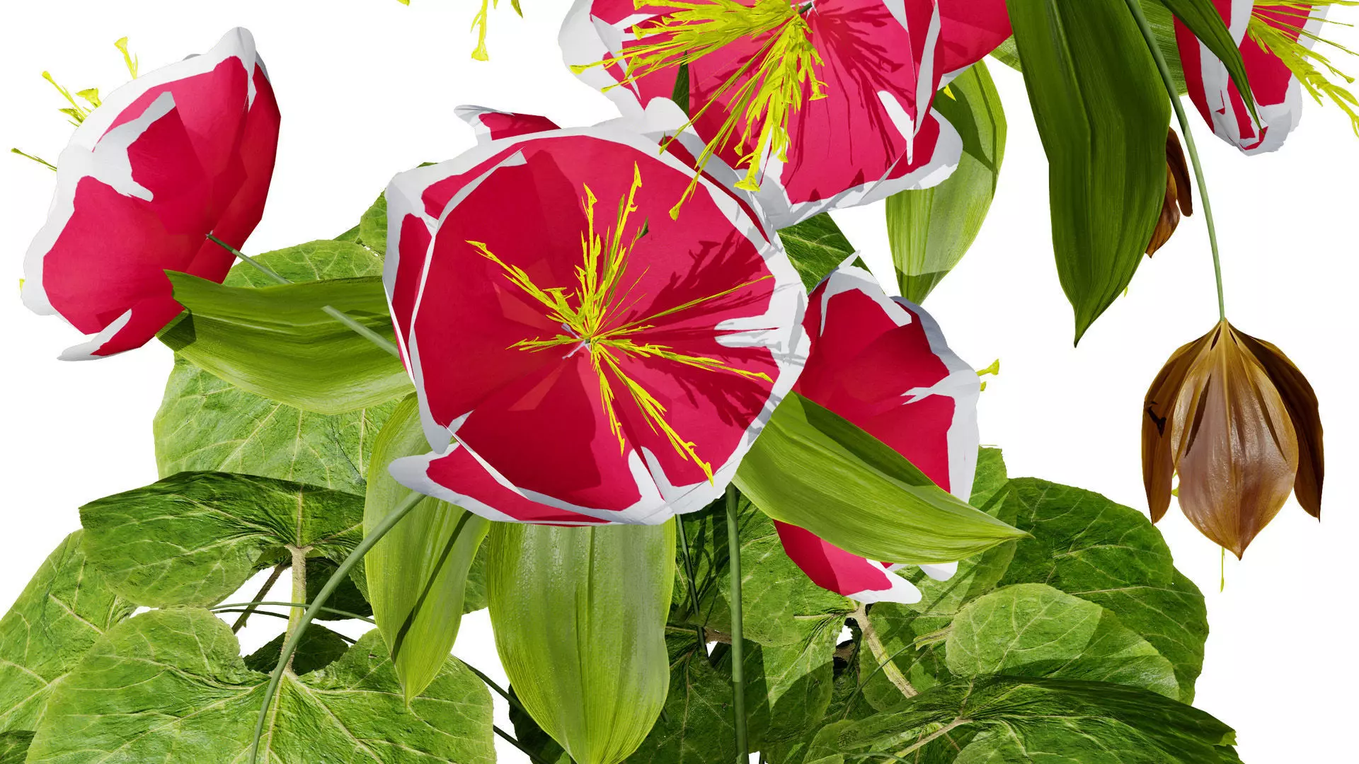 British Hellebores 3D Plant Collection Low-poly 3D model_7