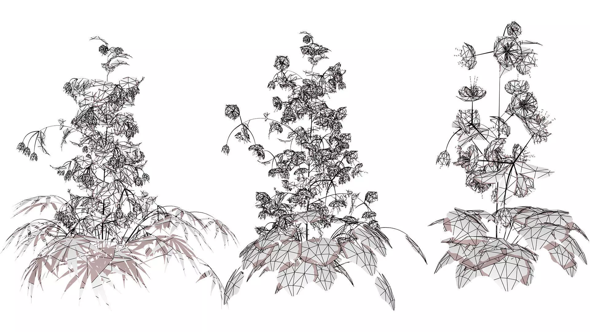 British Hellebores 3D Plant Collection Low-poly 3D model_11