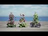 British Hellebores 3D Plant Collection Low-poly 3D model_1