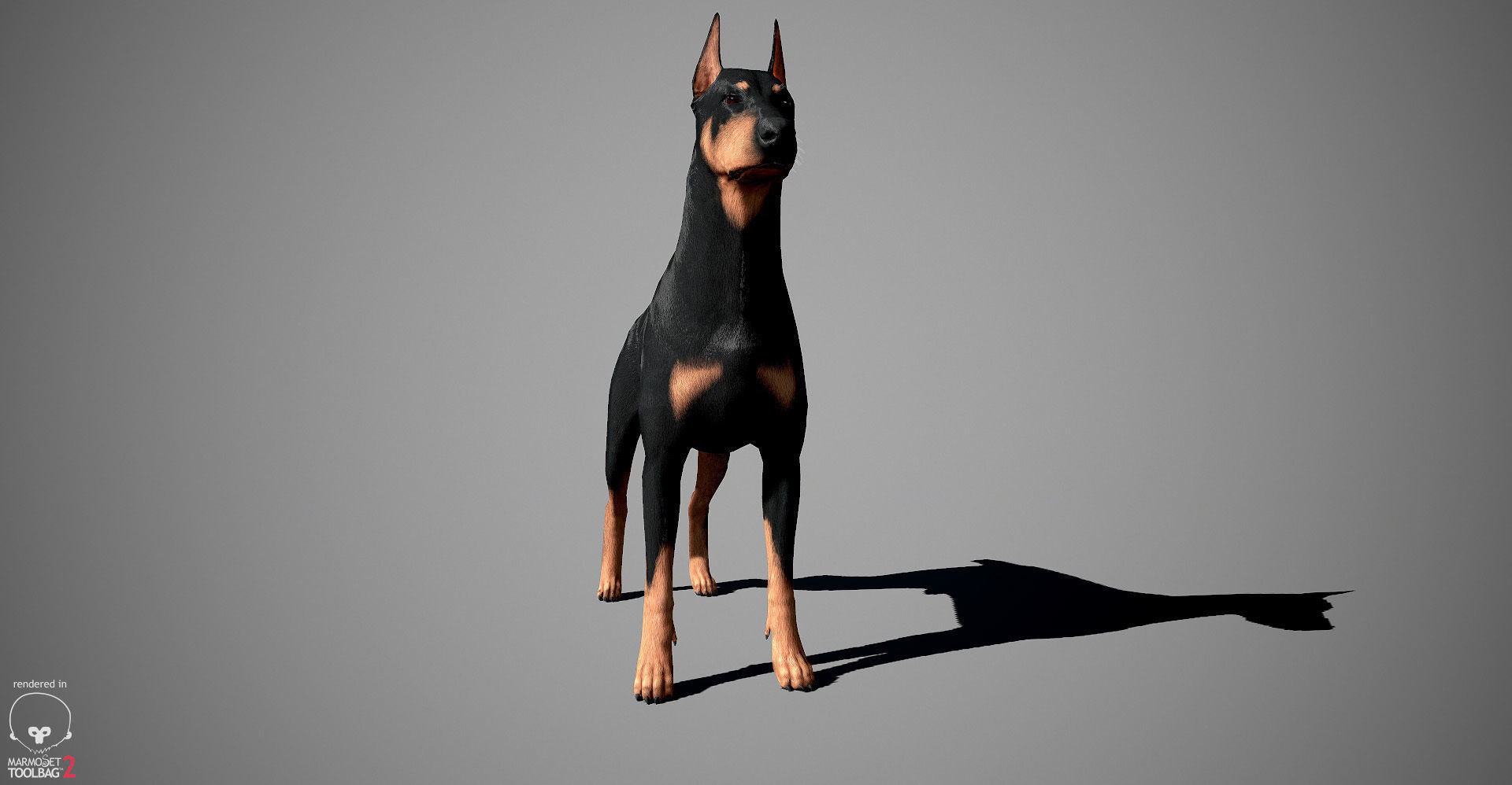 Doberman Real-Time Low-poly 3D model_15