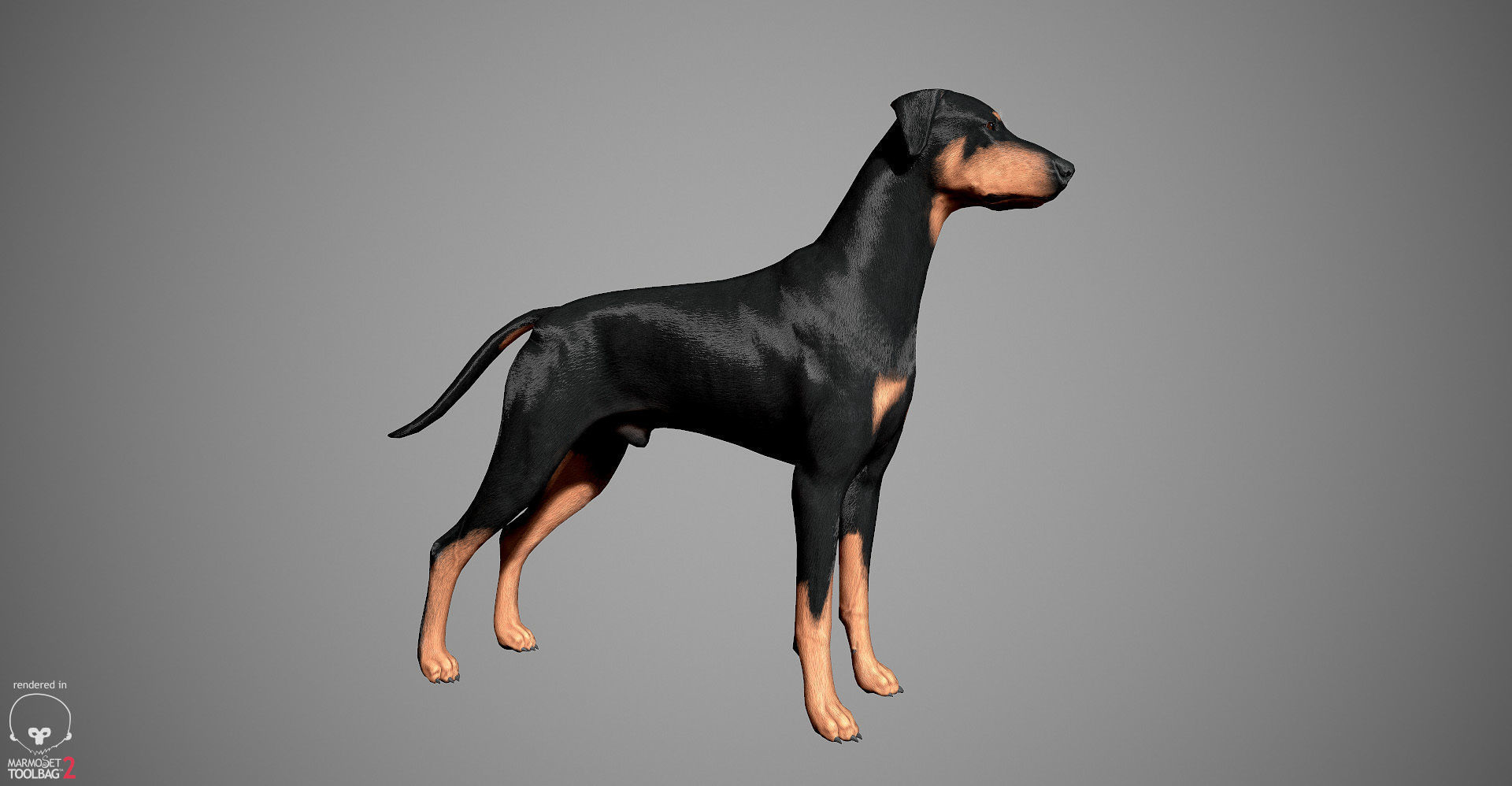 Doberman Real-Time Low-poly 3D model_18