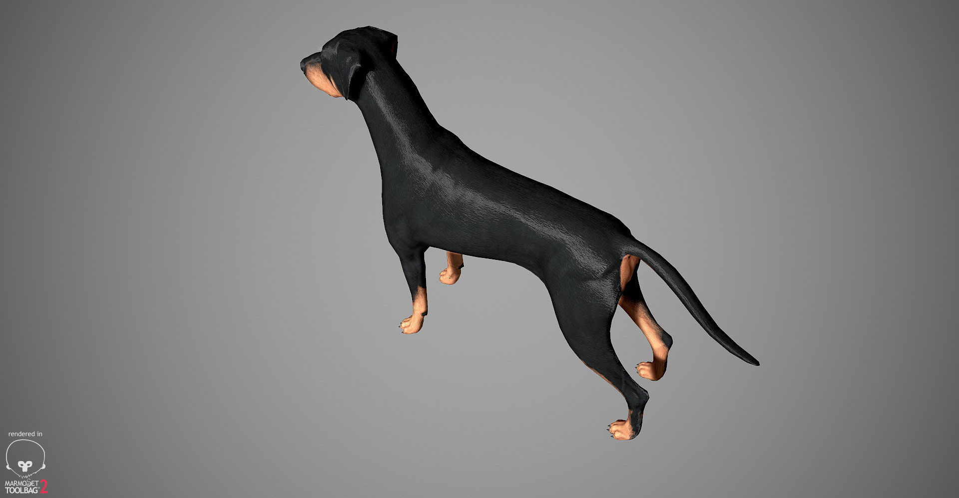 Doberman Real-Time Low-poly 3D model_23