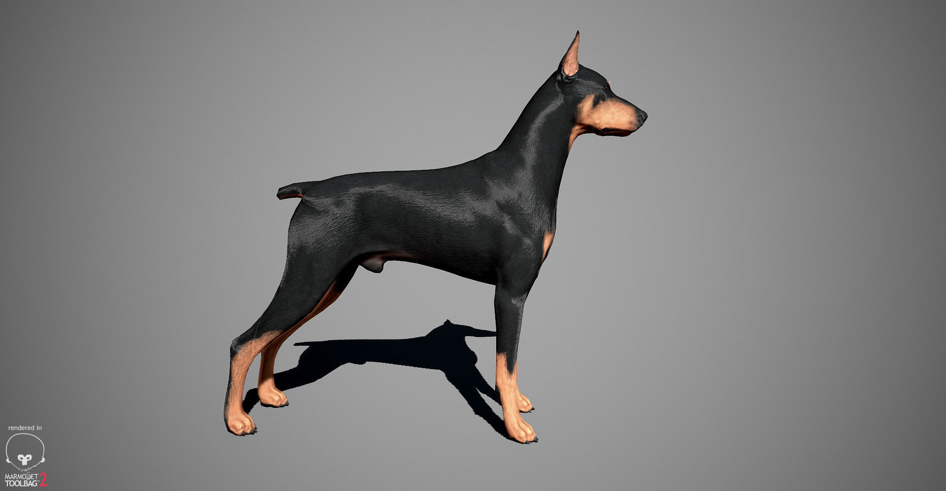 Doberman Real-Time Low-poly 3D model_14