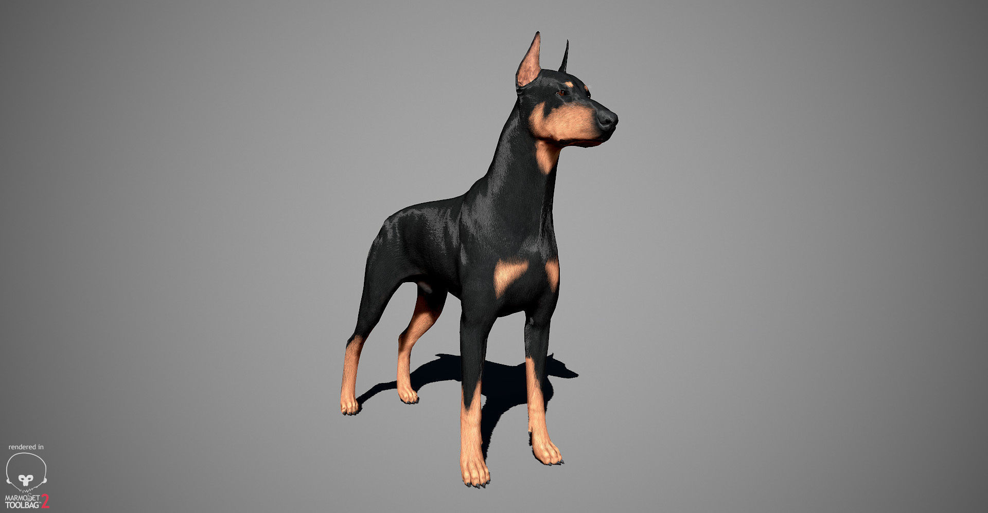 Doberman Real-Time Low-poly 3D model_17