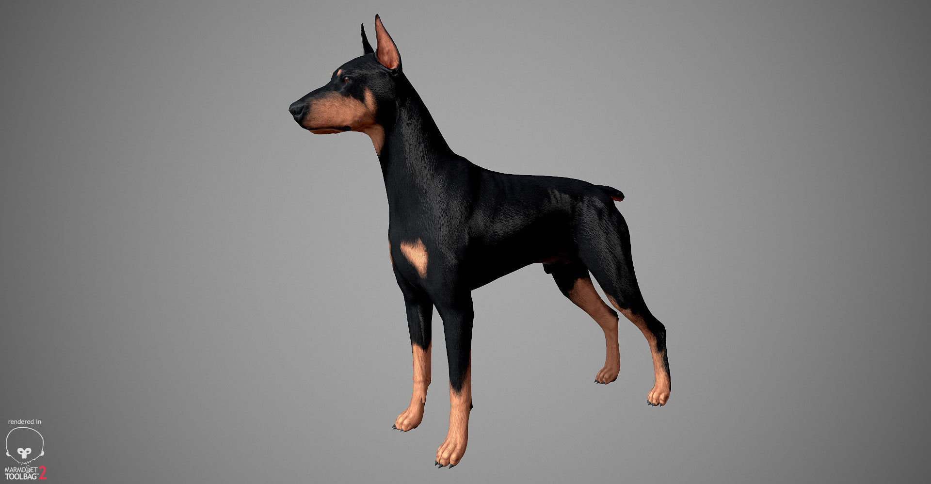 Doberman Real-Time Low-poly 3D model_5