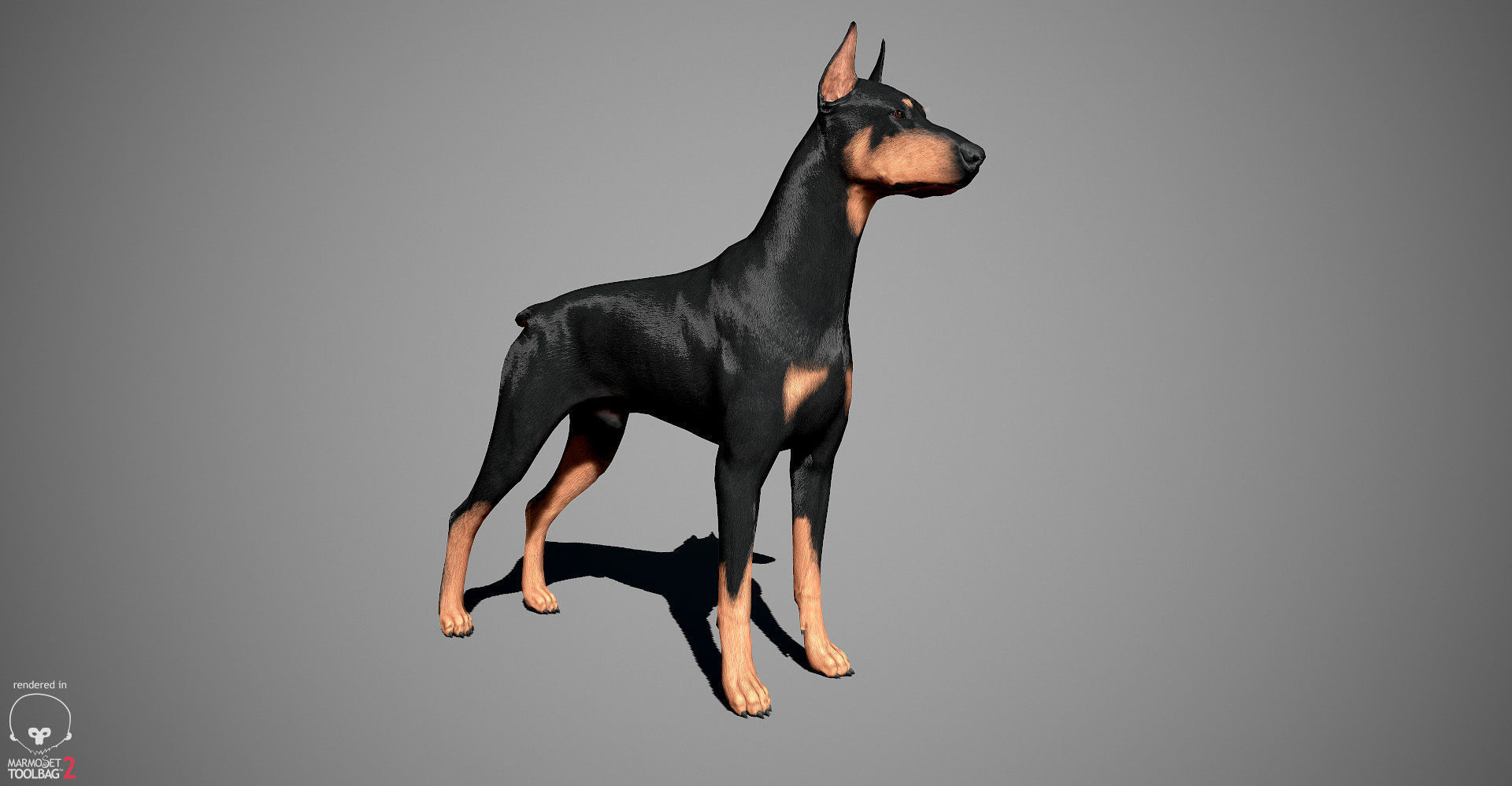 Doberman Real-Time Low-poly 3D model_13