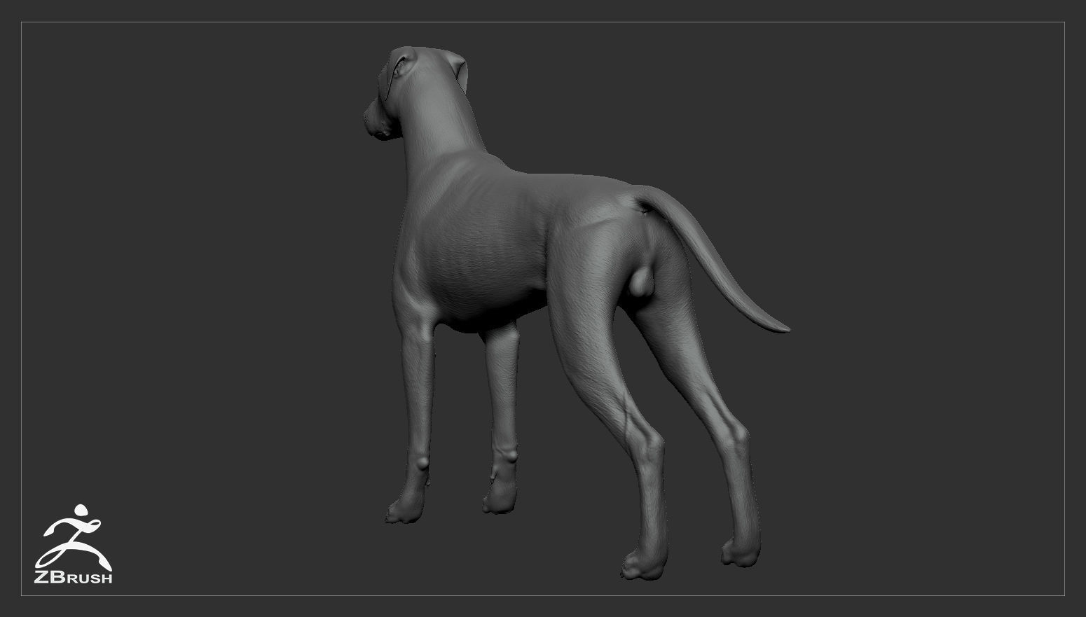 Doberman Real-Time Low-poly 3D model_38