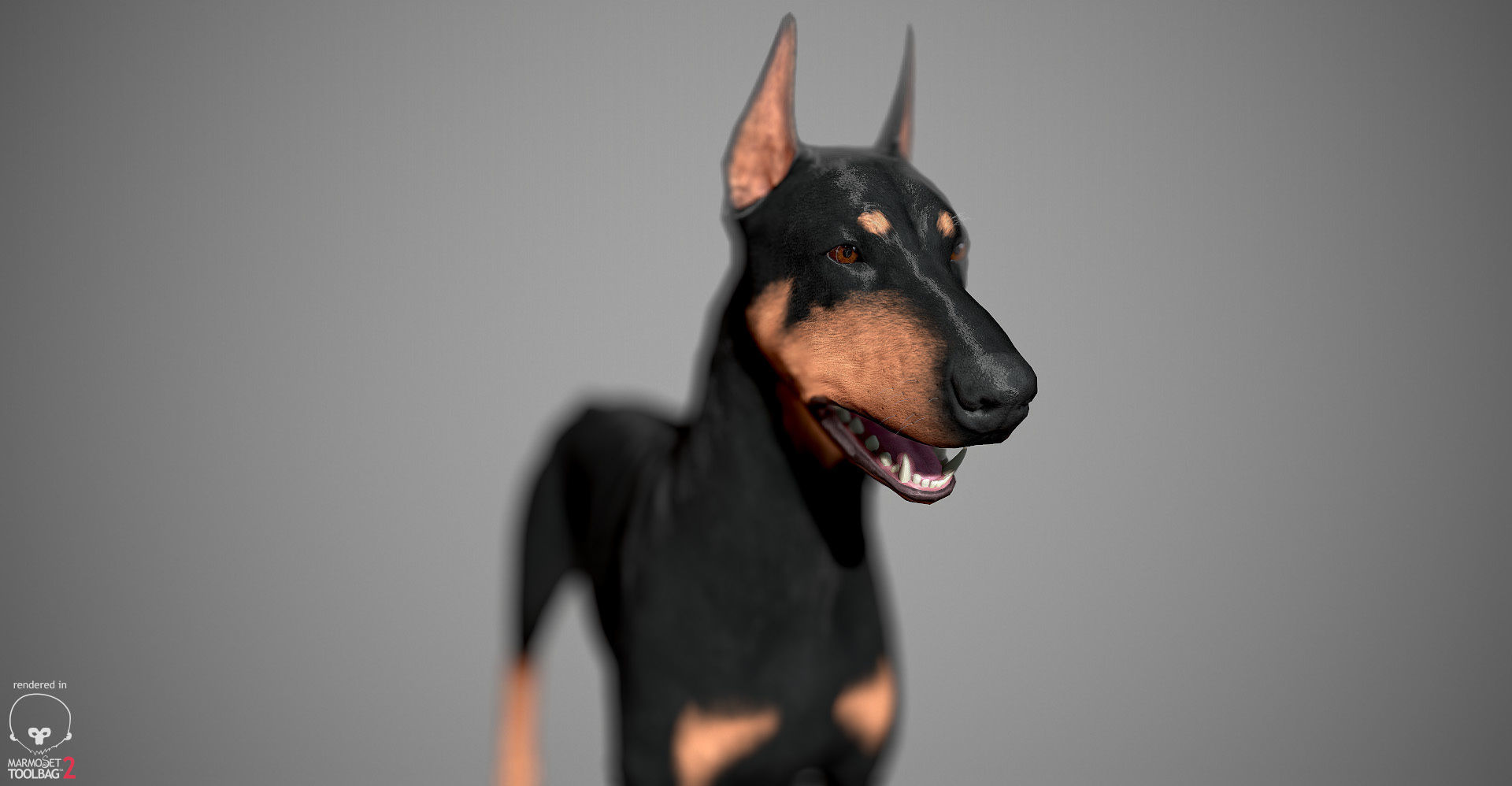Doberman Real-Time Low-poly 3D model_27