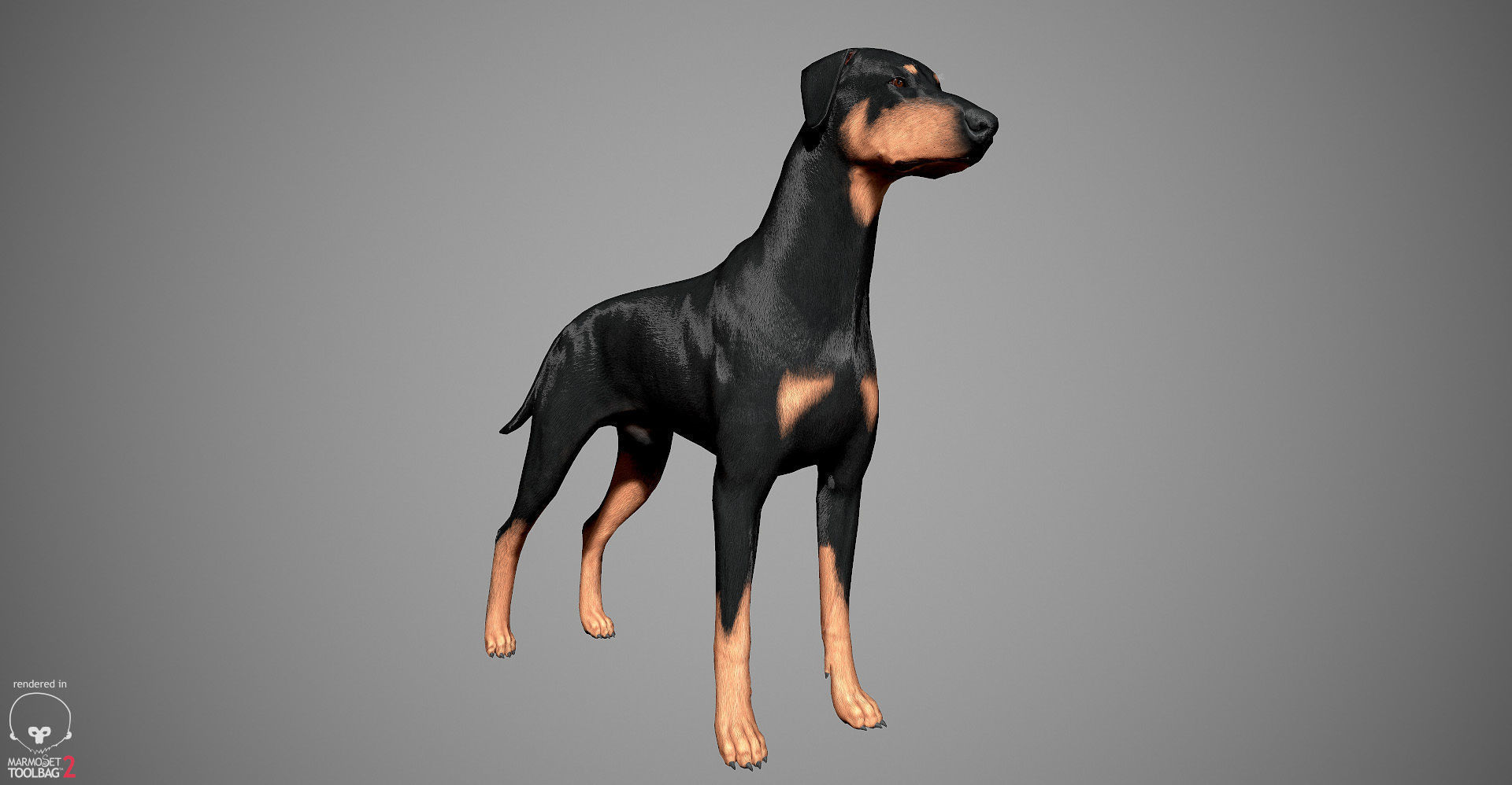 Doberman Real-Time Low-poly 3D model_19