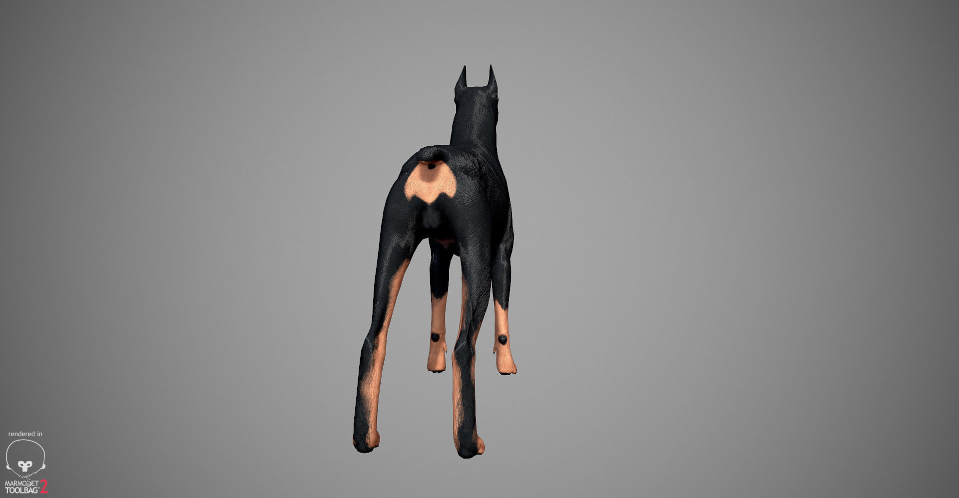 Doberman Real-Time Low-poly 3D model_9