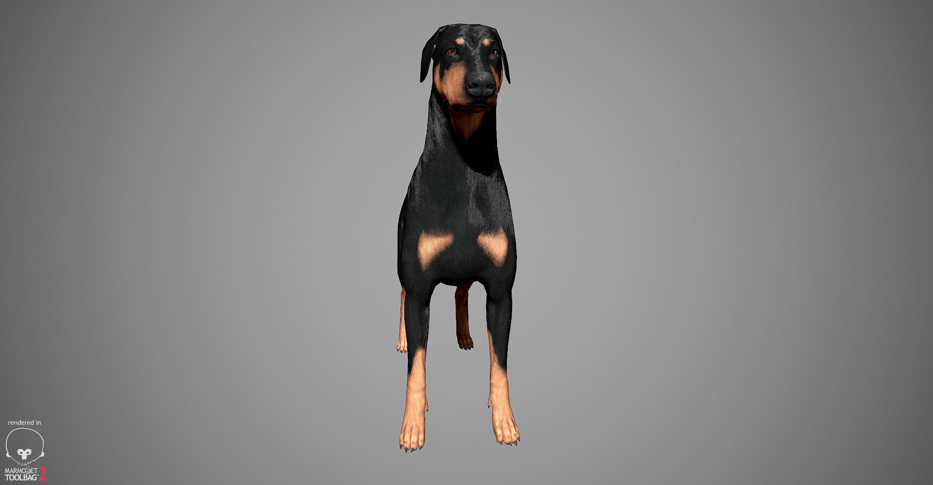 Doberman Real-Time Low-poly 3D model_20