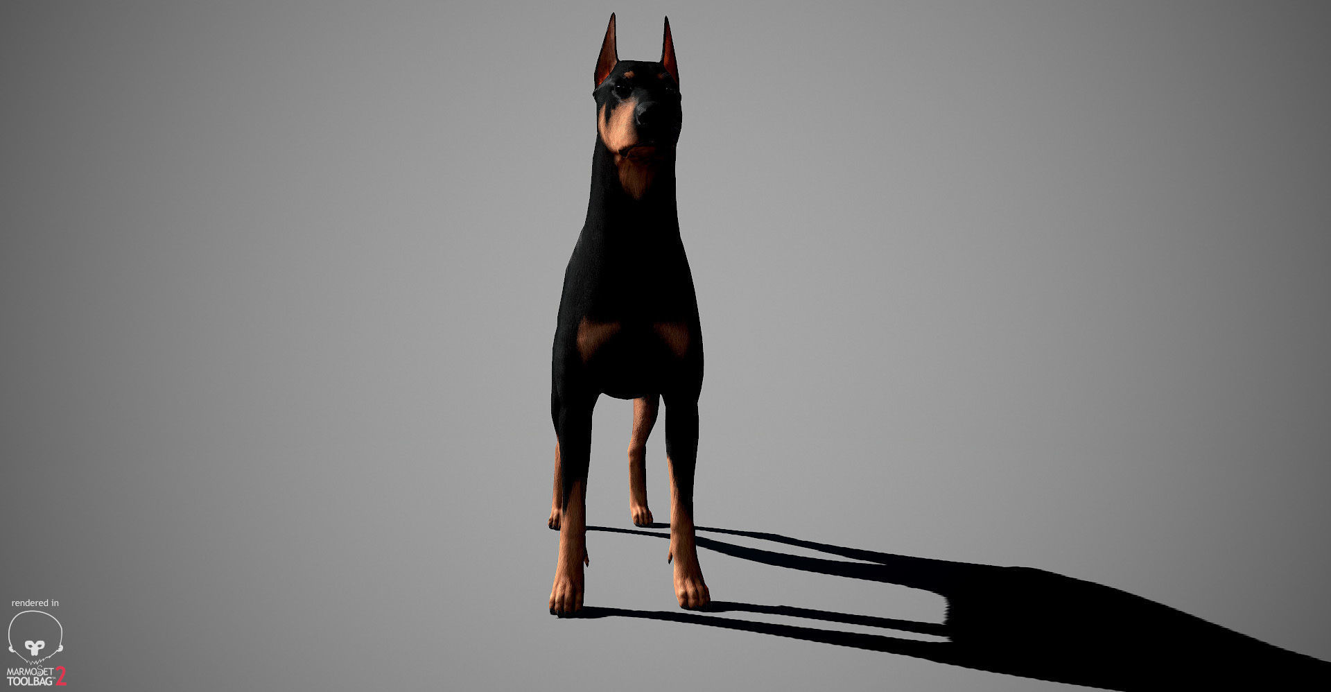 Doberman Real-Time Low-poly 3D model_16