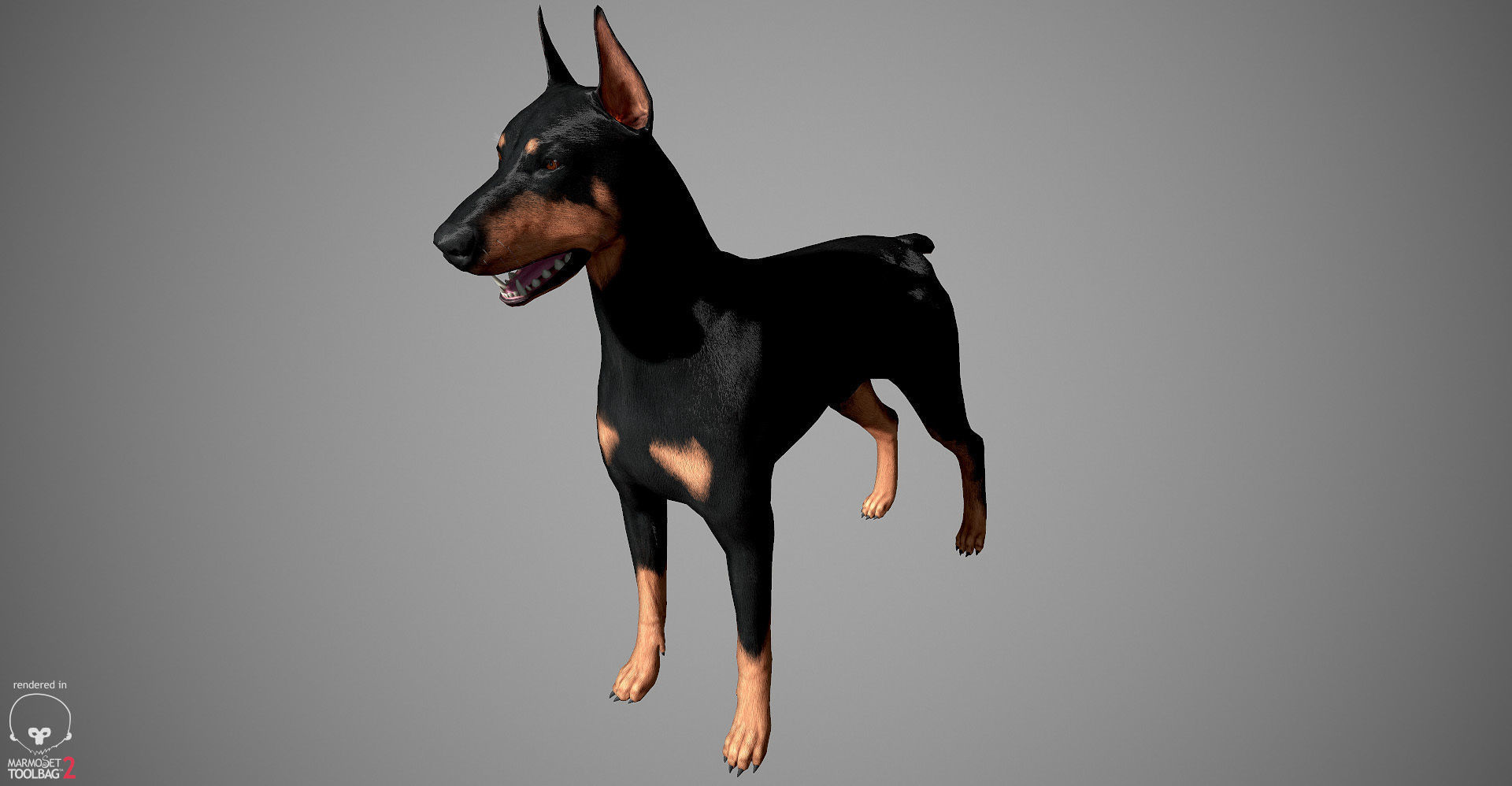 Doberman Real-Time Low-poly 3D model_29