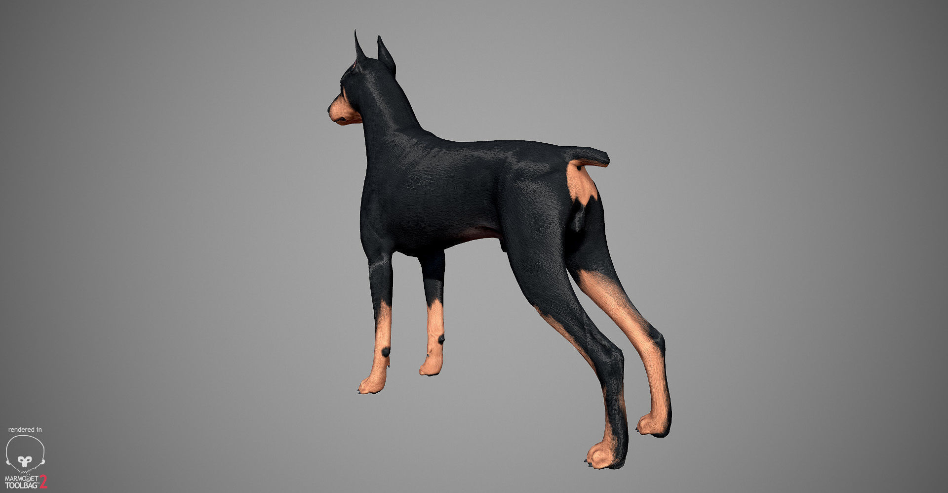 Doberman Real-Time Low-poly 3D model_7