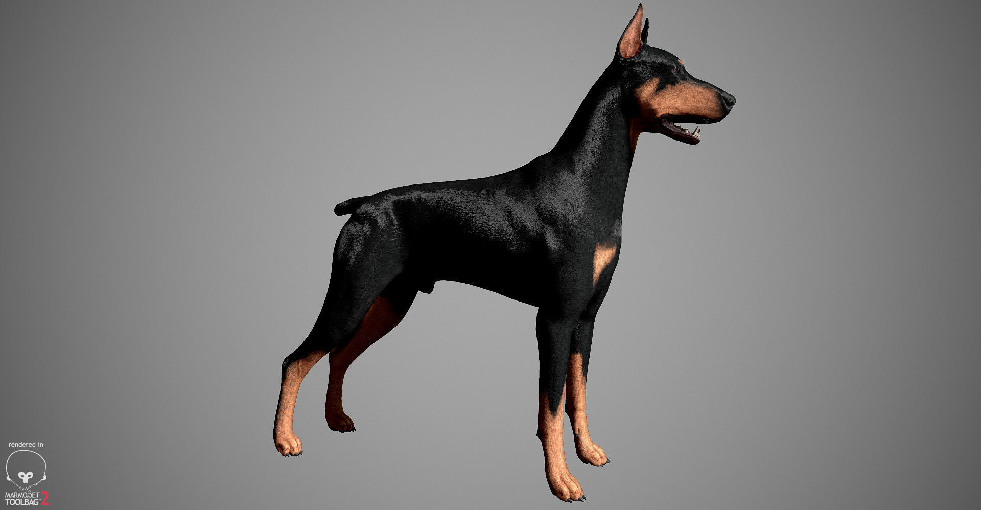 Doberman Real-Time Low-poly 3D model_28