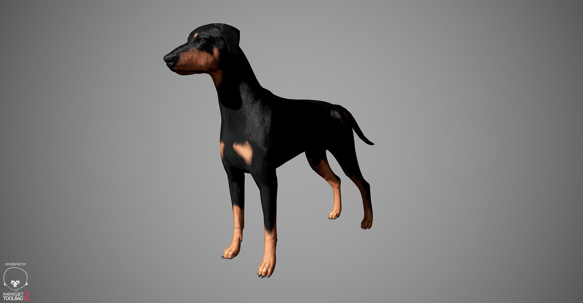 Doberman Real-Time Low-poly 3D model_21