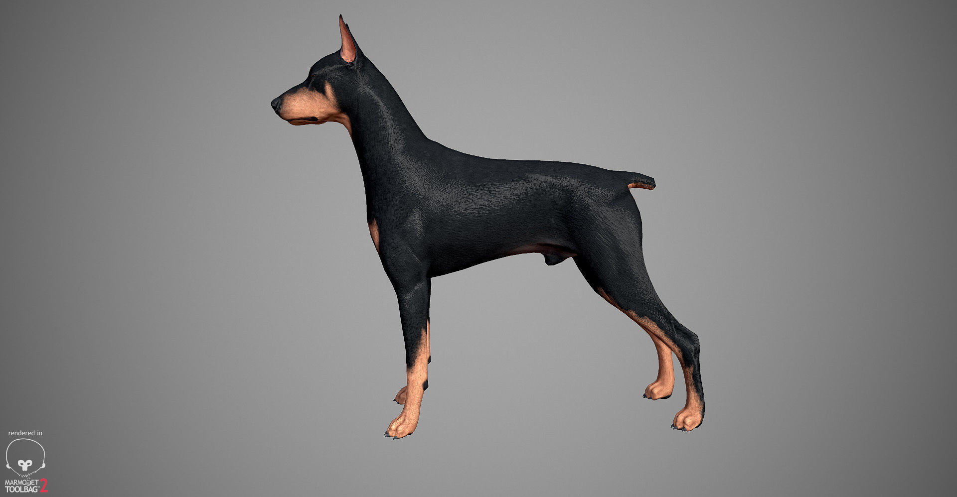 Doberman Real-Time Low-poly 3D model_6